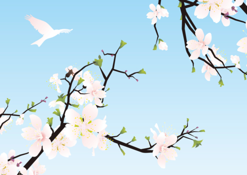 桜と鳩、春