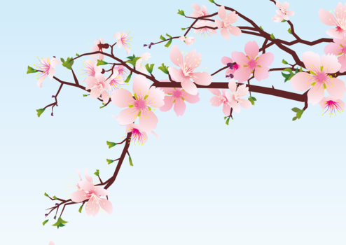 青空に桜、春